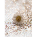 daisyxmagic