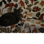 .The cat kingdom.