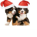 i dog lovers