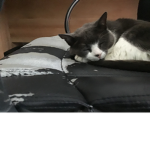 The world of Cats!!!!!!!!!!!!!!!!!!!!!!!!!!!!!