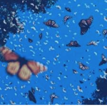 ≈ butterflies ≈