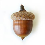 The acorn army dot org
