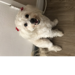 Abby the dog