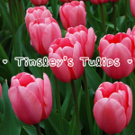 • Tinsley’s Tulips •