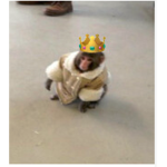 MONKEYG GANG