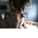 The max is smarter then sam