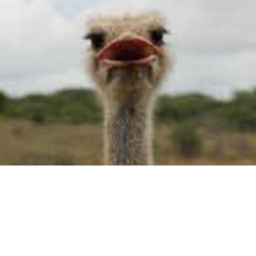 Ostrich Army's home base