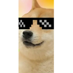 Deal with the dogs son