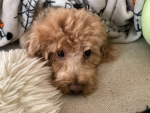 Dog doggy dog doggy lover community