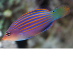 Los peces
