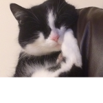 Toxic Kitty StudioΩ