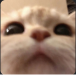 cat academia