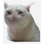 daily juicy memes lol