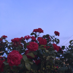 roses in trees
