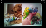 Tweeting birds