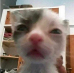 Gatos-