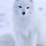 fuzzyzai