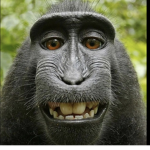 Monke things!