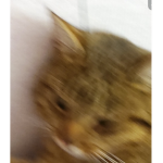 ZIEMNIOKI