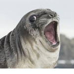 Seal. INC