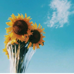 Sunflower fairies