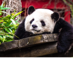 Coolpandas