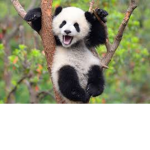 The Real Team Panda!