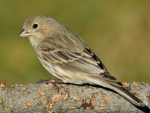 Finch’s Nest
