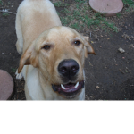 -My dog atticus-*|