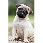 Puggy_pie