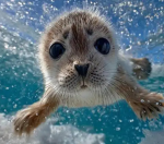 Seals-seaside