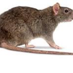 brinleys rats <3