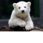 You're beary awesome!