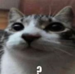 Silly cat owners