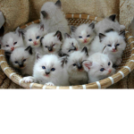 Team Kitties Gang!