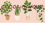 Cocoa catoure