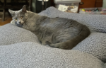C0BALTS CAT CRIB!