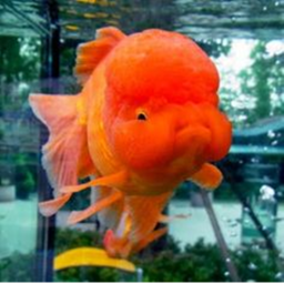 🐟