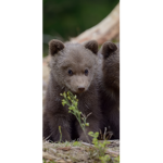 Bear Bear Squad :3