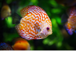 Fishy Flyers