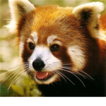 ♥ Red Pandas ♥