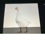 GOOSE SQUAD :3