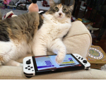 cat gang sqauddd