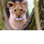 Team lioness