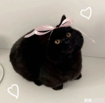 Cats dancing