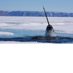 Nothing But Narwhals!