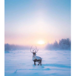 ARCTIC SHOOTERS