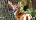 #DEERSQUAD