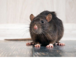 The Weird Rat Group