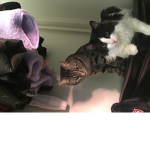 ZowieKittyLover fan group!